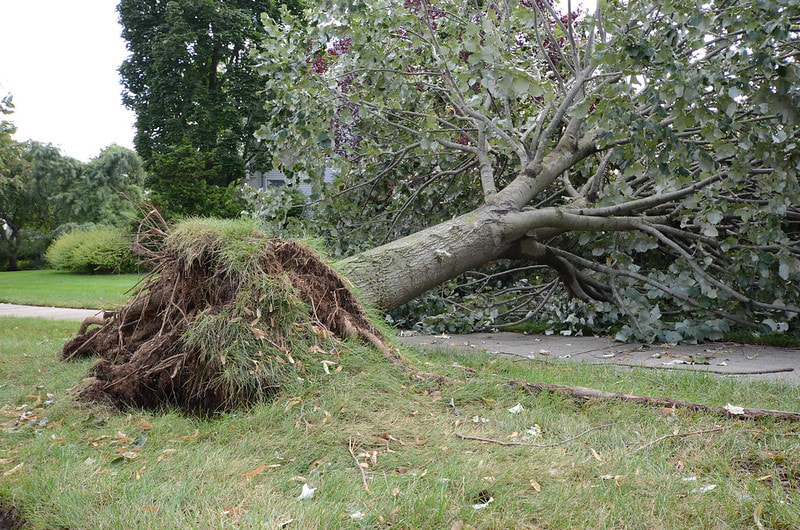 large Tree toppled over from the roots after a severe wind storm